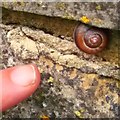 TF0406 : Snail on the wall by Tiger