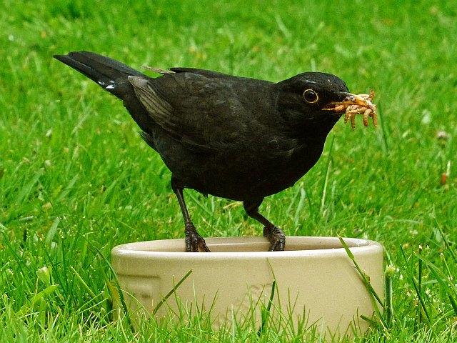 blackbird mealworms