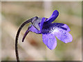 NJ3265 : Common Butterwort (Pinguicula vulgaris) by Anne Burgess