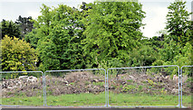 J3874 : Pirrie House site, Belfast (2013) by Albert Bridge