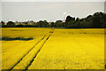 Oilseed rape near Fledborough