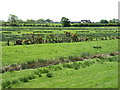 Fields near Easton Farm