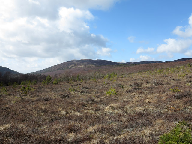 Heather slope with regenerating woodland