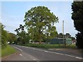 Lone tree by B4090 at Hanbury Wharf