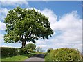 Tree by the side of Cartside Road