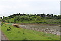 Sands at Fairlie