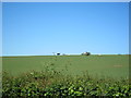 Cattle grazing pasture below Brickhouse Farm, Old Gloucester Road