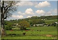 Cattle in the Yarty valley