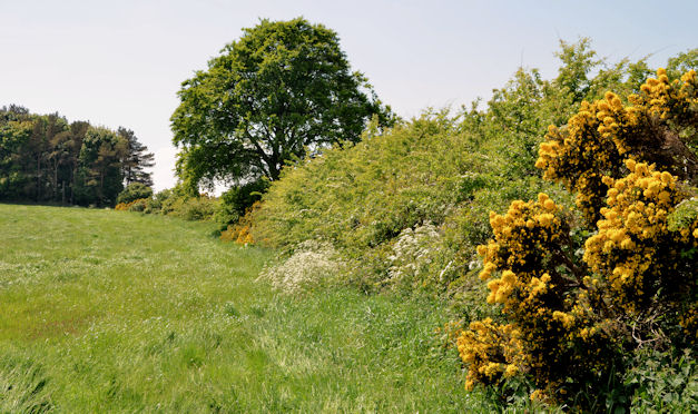 Whins, hedge and field near Craigantlet © Albert Bridge :: Geograph ...