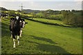 Cattle pasture, Greatwood Farm