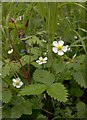 Wild strawberries, Ash Park