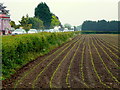 Maize drills by the A40 at Huntley