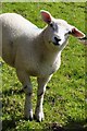 Withiel Florey : Looking Sheep