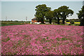 Wildflowers by route 64