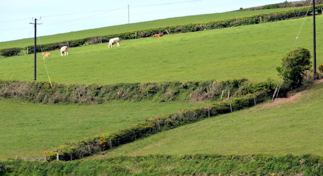 Fields and cattle above Holywood