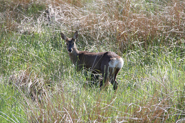 Roe Deer hind and fawn near Bolton Barns Farm