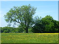 Field of buttercups seen from Wrotham Hill Road