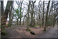 Trees by the Basingstoke Canal