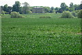 Farmland in front of Wakefield Lawn