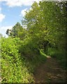 Footpath, Wey flood plain