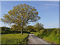 Tree at road junction