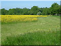 Field of buttercups next to Wrotham Hill Road