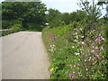 Spring flowers on the verge in Rospeath Lane