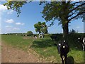 Cattle beside the road to Jaobstowe