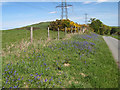 SH8771 : Bluebell bank by Jonathan Wilkins
