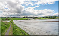 Crops under plastic sheeting, south of Pictstonhill