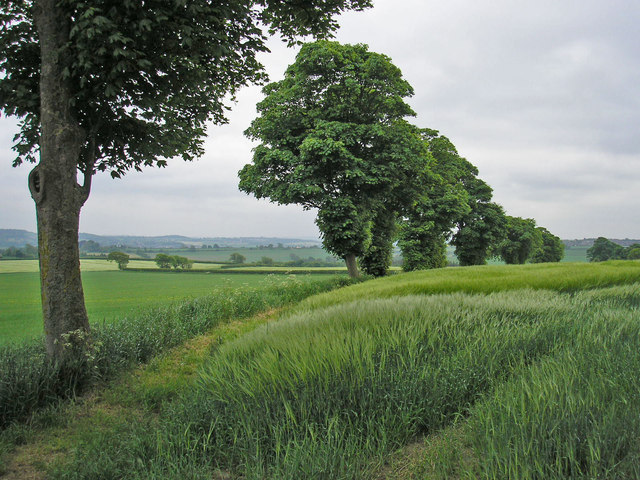 Barley Field © John Illingworth Cc By Sa20 Geograph Britain And Ireland 6052