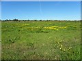 Field with buttercups, Monanameal