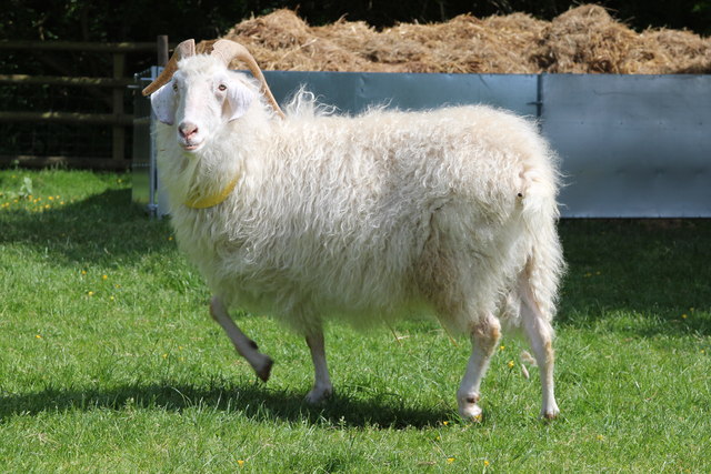 Angora goat at Buttercups Sanctuary for... © Oast House Archive cc-by ...