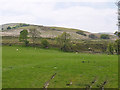 Grazing near Llwynderw