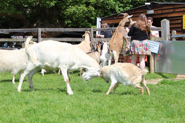 Rutting goat at Buttercups Sanctuary for... © Oast House Archive cc-by ...