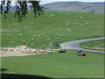 NT4827 : Shepherding, modern way by Barbara Carr