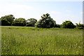 Field near Ewelme