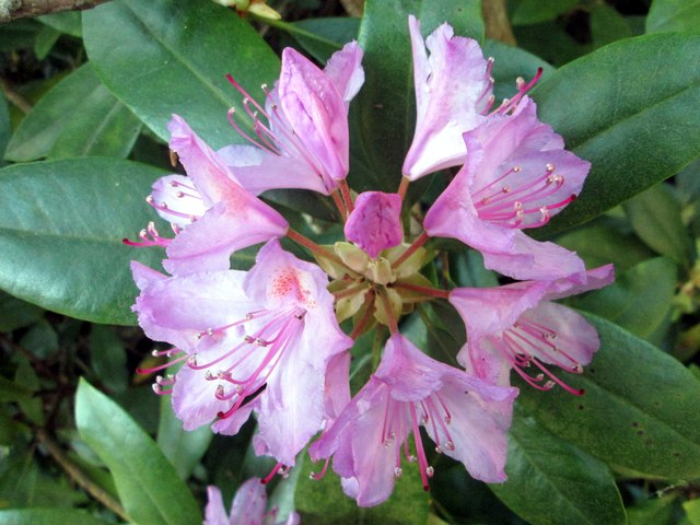 Luscious lilac - another rhododendron © James Denham :: Geograph ...