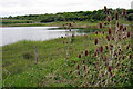 Disused pit by Marston Thrift