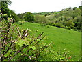 Mixed grazing and woodland