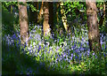 SU6474 : Bluebells in Sulham Wood, near Sulham, Berkshire by Edmund Shaw