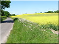 Sixpenny Handley: the lane to Bowerchalke