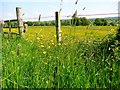 Buttercup meadow by Walesley