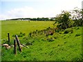 Rough pasture near Hazliebank