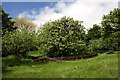 SK9224 : Newton's Apple Tree by Graham Hogg