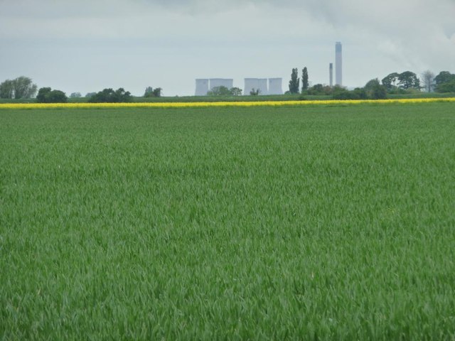Cereal field, west of Reading Gate
