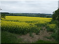 Oilseed rape crop