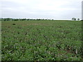 Field of beans