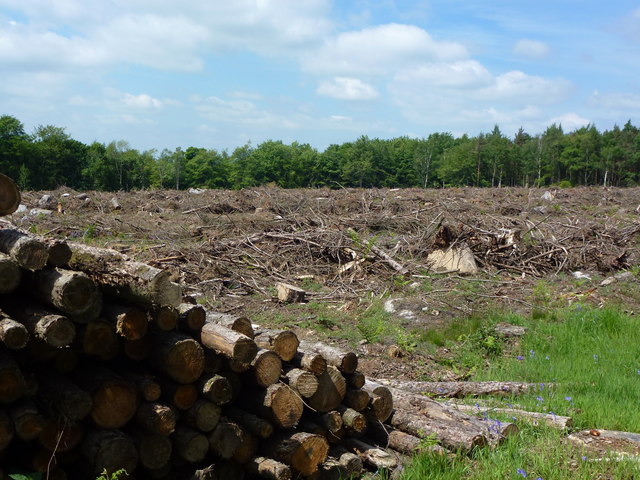 Forest clearance at Chatsworth