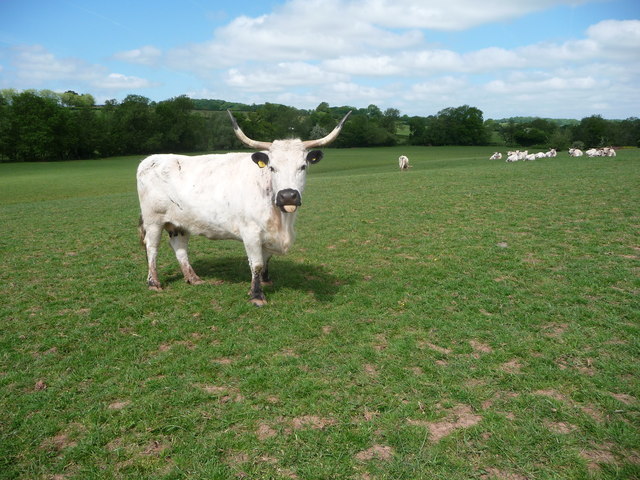 White Park cattle in the Trothy Valley, Monmouthshire